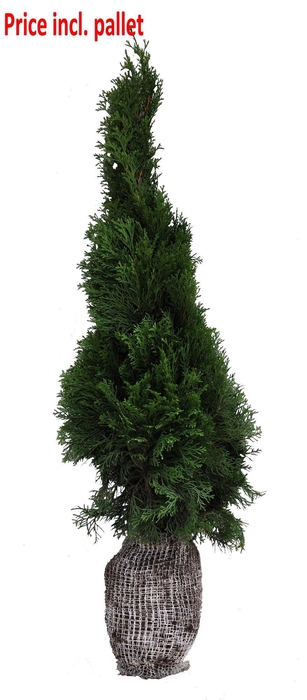 <h4>Thuja occ. Smaragd, plantmaat 100+ cm - Rondgestoken - KLUIT</h4>