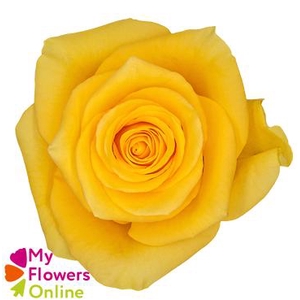 R Gr Momentum Yellow 50cm EC