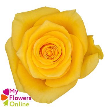 <h4>R Gr Momentum Yellow 50cm EC</h4>