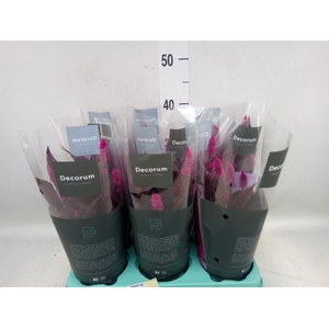 Celosia spic. 'Merida Pink'