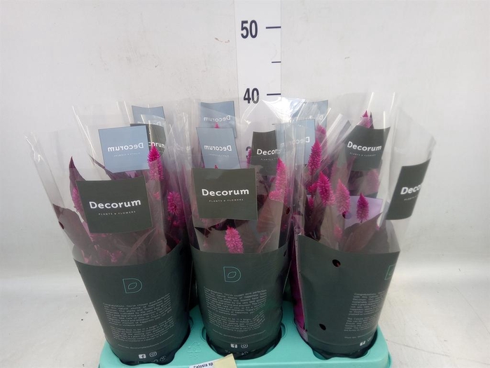 <h4>Celosia spic. 'Merida Pink'</h4>