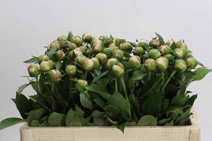 <h4>Paeonia Alertie</h4>
