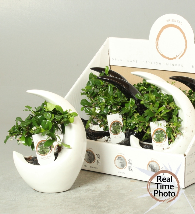 <h4>BONSAI GEM</h4>