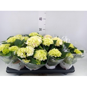 Hydrangea mac. 'Hi Diamond'