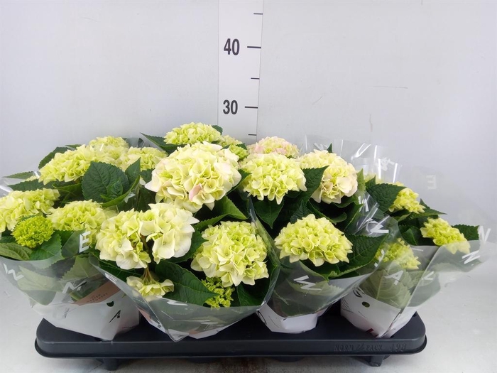 <h4>Hydrangea mac. 'Hi Diamond'</h4>