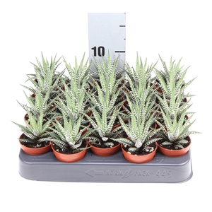 Haworthia fasciata 'Big Band'
