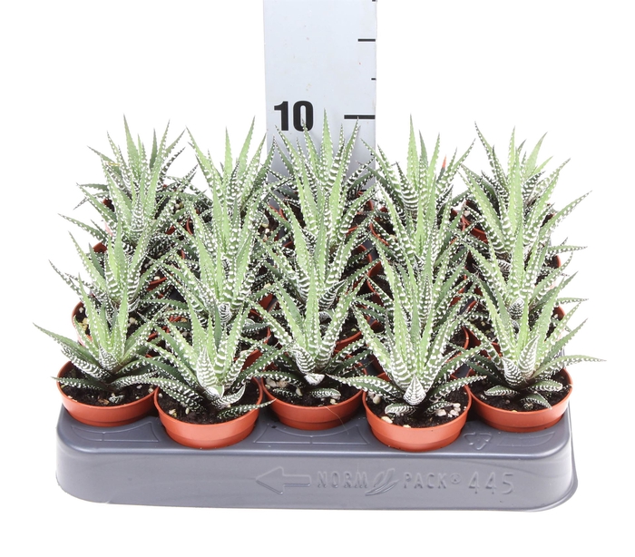 <h4>Haworthia fasciata 'Big Band'</h4>