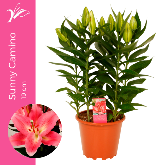 <h4>Lilium Sunny Camino 19 cm (or. lelie)</h4>