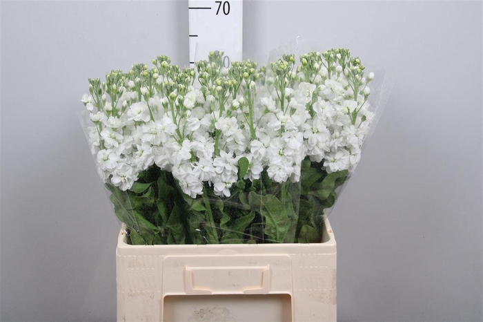 <h4>Matth Aida White</h4>