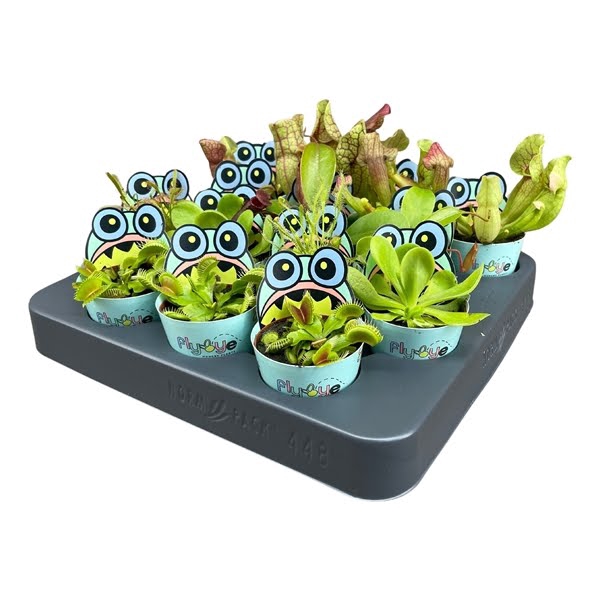 <h4>Vleesetende planten mix 5,5 cm in Flybye potcover</h4>