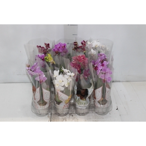 PHALAENOPSIS MINI P06