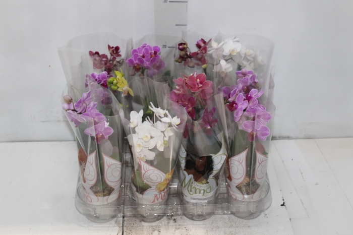 <h4>PHALAENOPSIS MINI P06</h4>