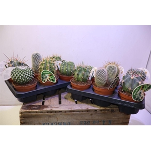Cactus Gem