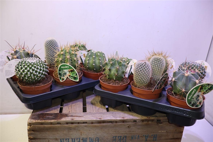 <h4>Cactus Gem</h4>