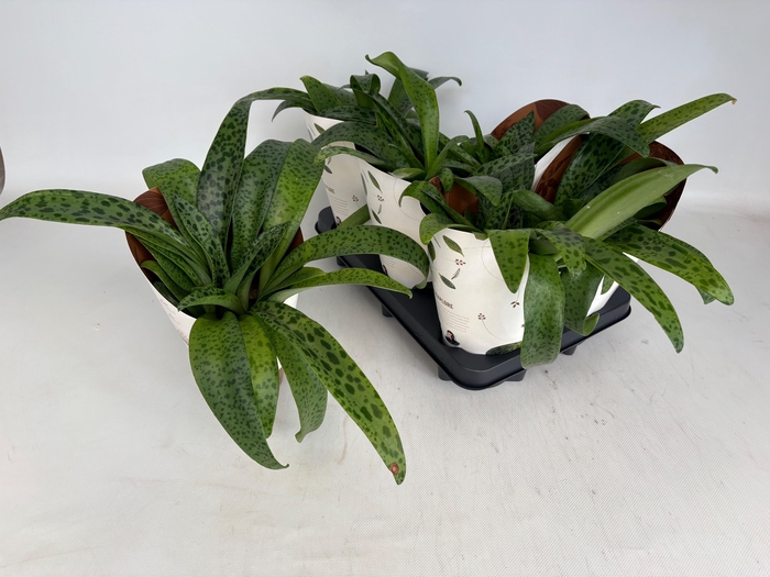 <h4>DRIMIOPSIS MACULATA</h4>