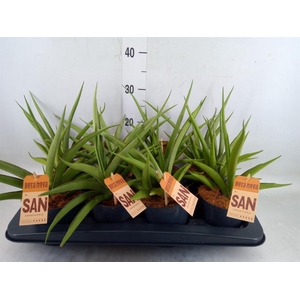 Sansevieria   ...