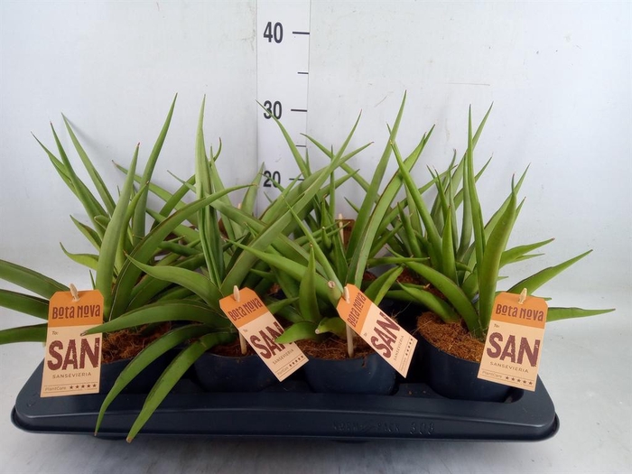 <h4>Sansevieria   ...</h4>