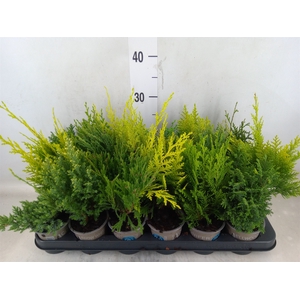 Conifers   ...mix