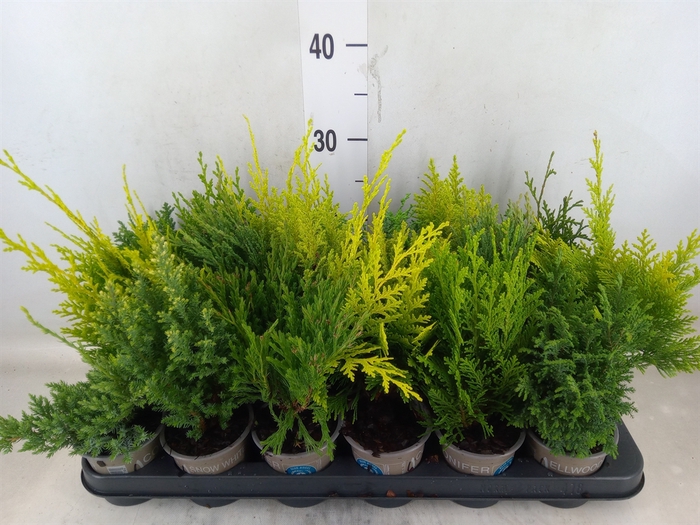 <h4>Conifers   ...mix</h4>