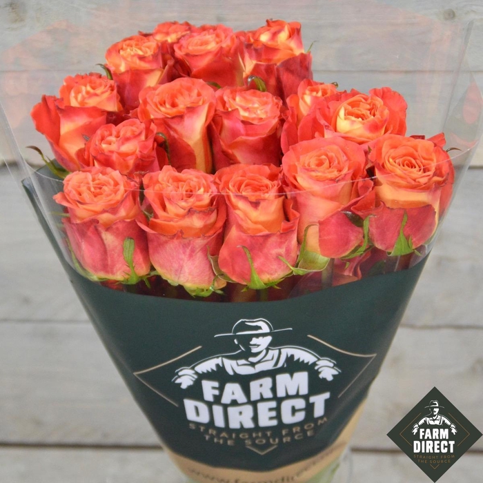 <h4>R GR ORANGE ONLY</h4>