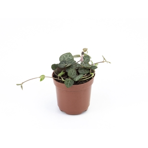 CEROPEGIA WOODII P06 (CORACAO)