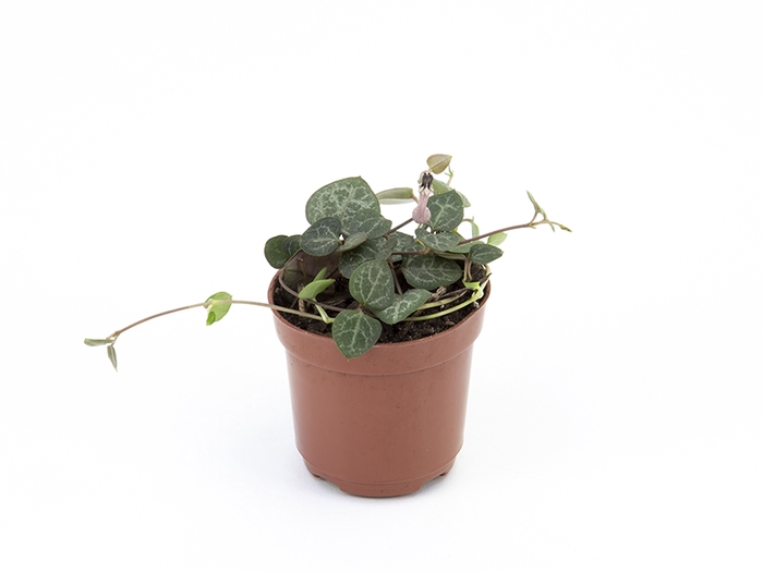 <h4>CEROPEGIA WOODII P06 (CORACAO)</h4>