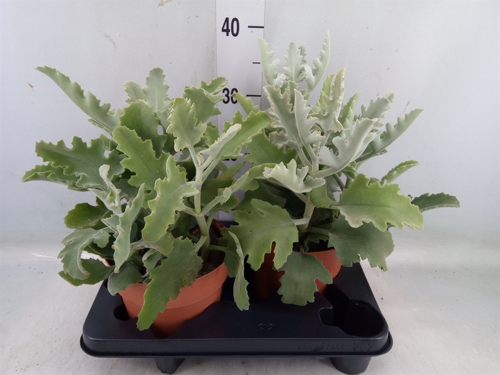 <h4>Kalanchoe NF beharensis</h4>