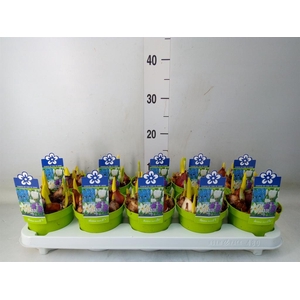 Bolbloemen   ...mix
