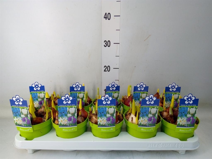 <h4>Bolbloemen   ...mix</h4>