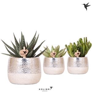 Kolibri Greens Succulenten mix in Elite pot silver