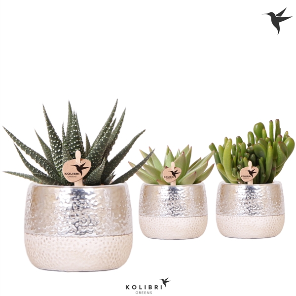 <h4>Kolibri Greens Succulenten mix in Elite pot silver</h4>