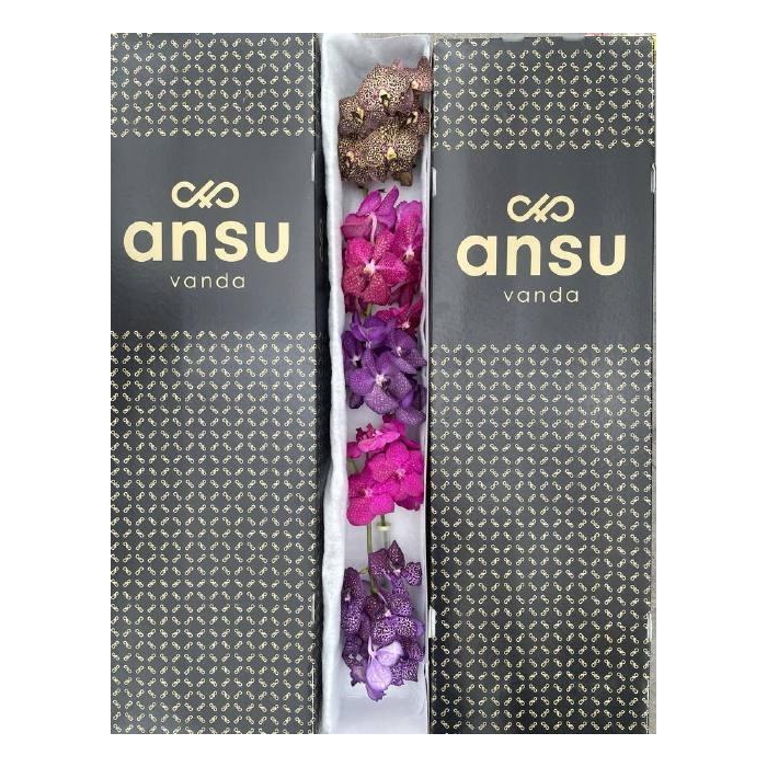 <h4>Vanda T Gemengd</h4>