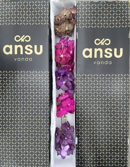 <h4>VANDA T GEMENGD#</h4>