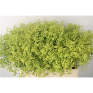 Alchemilla M Robustica