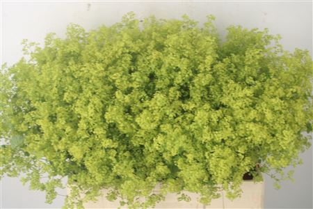 <h4>Alchemilla M Robustica</h4>
