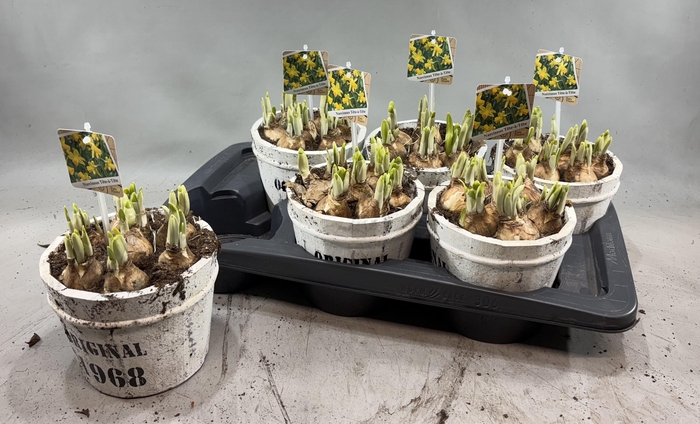 <h4>ARR N TETE A TETE</h4>