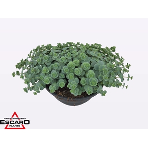 SEDUM SIEBOLDII