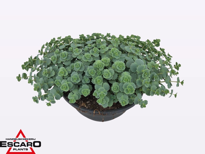<h4>SEDUM SIEBOLDII</h4>