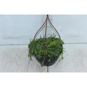 SENECIO HERREIANUS STRING OF BEADS C18 (COLAR DE AZEITONA)