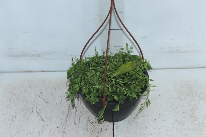 SENECIO HERREIANUS STRING OF BEADS C18 (COLAR DE AZEITONA)