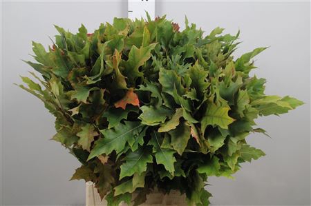 Querc Rubra