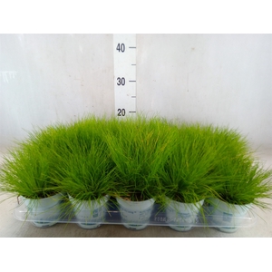 Deschampsia flexuosa 'Amilime'