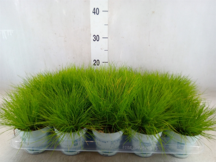 <h4>Deschampsia flexuosa 'Amilime'</h4>