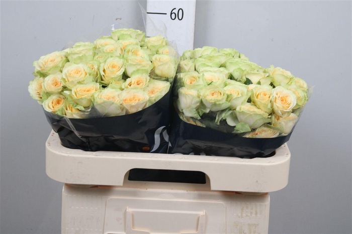 <h4>R Tr Bandolero</h4>