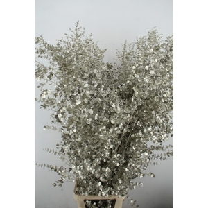 Euca Gu Azura Platinum