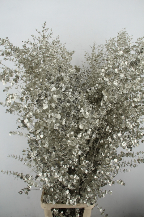 <h4>Euca Gu Azura Platinum</h4>