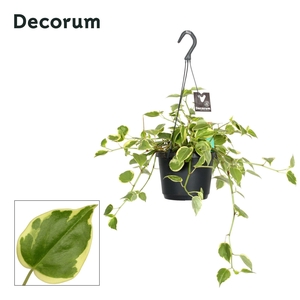 Peperomia scandens Variegata