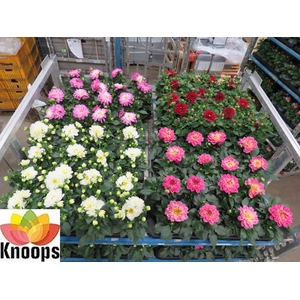 DAHLIA MIXK 4 KL