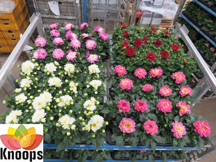 <h4>DAHLIA MIXK 4 KL</h4>