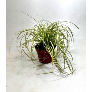 Carex Evercolor Eversheen